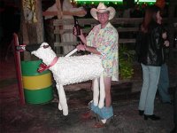 sheep.jpg