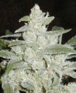 white-widow.jpg white-widow.jpg