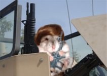 mouse1235.jpg