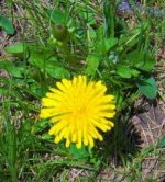 Our-Dandelion-Weed-Flower-Dandelion-dandelion-weed-Flowers-lawn-weed.jpg