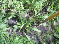 pulling_dandelions.jpg