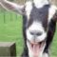 a goat