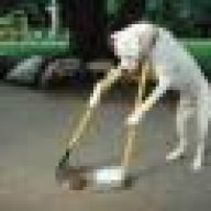 Hildogo