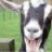 a goat