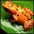 orangefrog