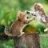 rupa_rc