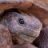 ThunderTortise